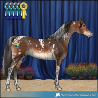 Horse Color:White Spotted Bay  and White Spotted Bay Tobiano 