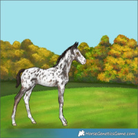 Horse Color:White Spotted Liver Chestnut Sabino Appaloosa 