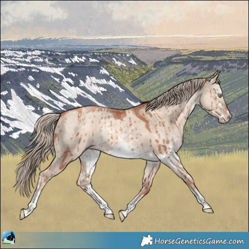 Horse Color:White Spotted Gold Champagne Dun Sabino Rabicano Brindle