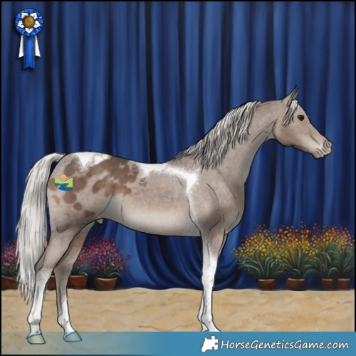 Horse Color:Silver Black Tobiano Appaloosa 