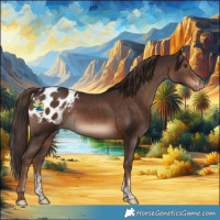 Horse Color:Liver Chestnut Sabino Appaloosa Rabicano 