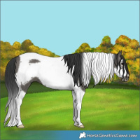 Horse Color:Grullo Splash Tobiano Frame