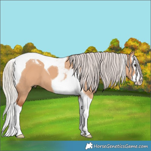 Horse Color:Silver Bay Dun Splash Tobiano 
