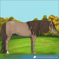 Horse Color:Classic Champagne