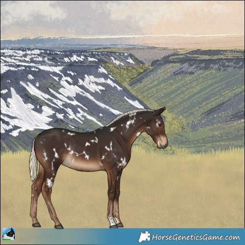 Horse Color:Gray White Spotted Liver Chestnut Mushroom Rabicano 