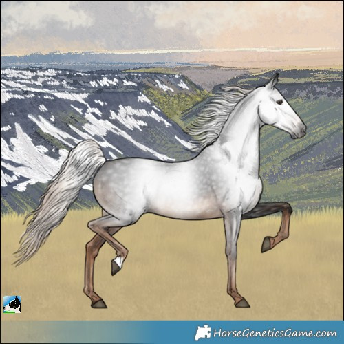 Horse Color:Gray Liver Chestnut