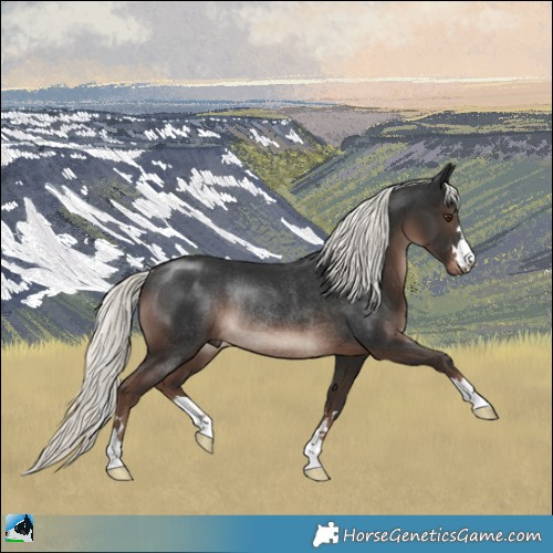 Horse Color:Liver Chestnut Mushroom Rabicano 