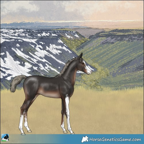 Horse Color:Liver Chestnut Mushroom Sabino 