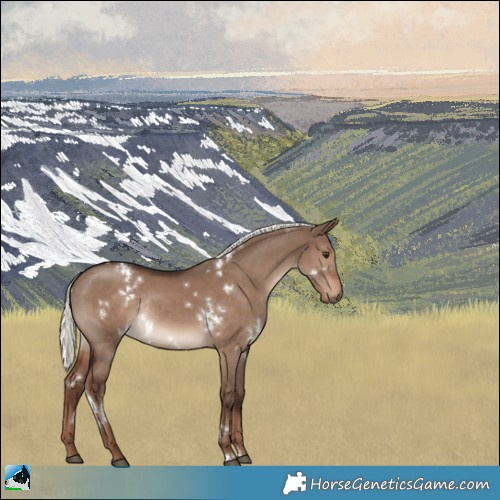 Horse Color:White Spotted Liver Red Dun Mushroom Rabicano 