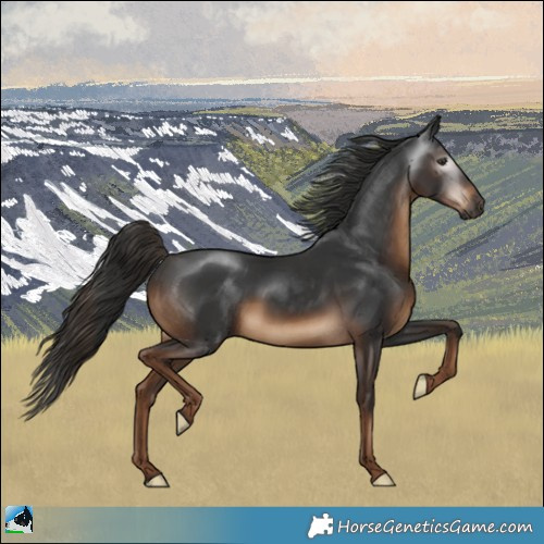 Horse Color:Gray Liver Chestnut 