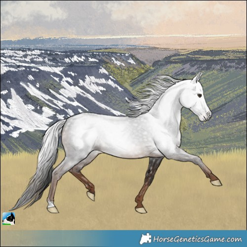 Horse Color:Gray Liver Chestnut 