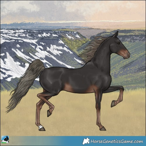 Horse Color:Liver Chestnut Mushroom 