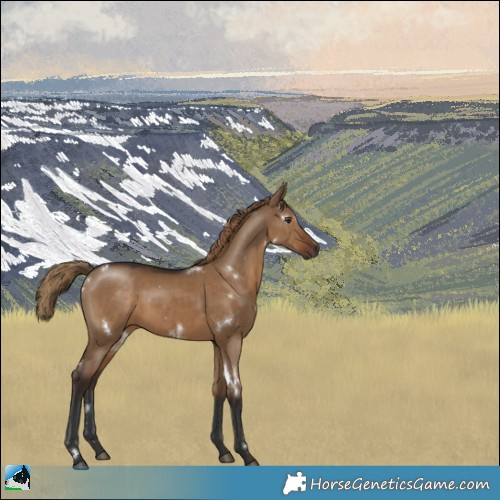 Horse Color:Gray White Spotted Liver Red Dun Rabicano 