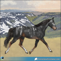 Horse Color:Powder White Gray Liver Chestnut 