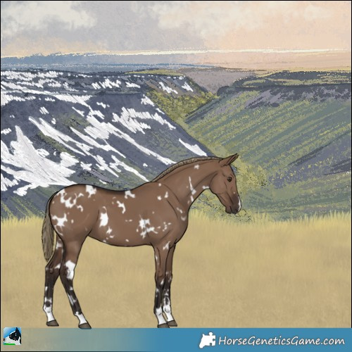 Horse Color:White Spotted Liver Red Dun 