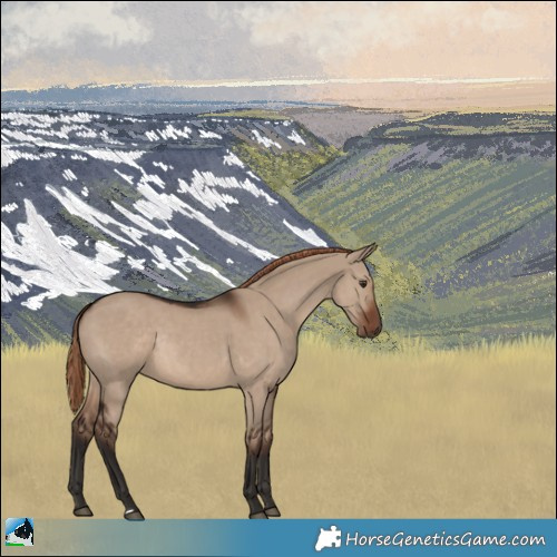 Horse Color:Liver Red Dun Rabicano 