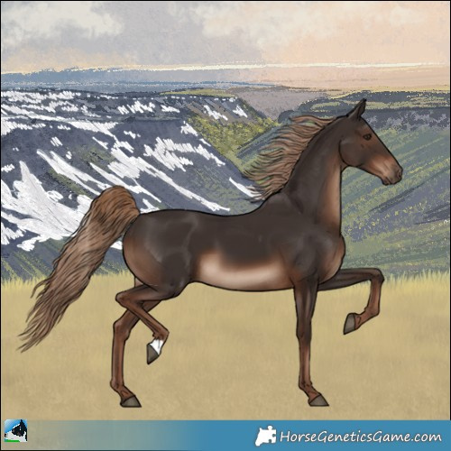 Horse Color:Liver Chestnut 