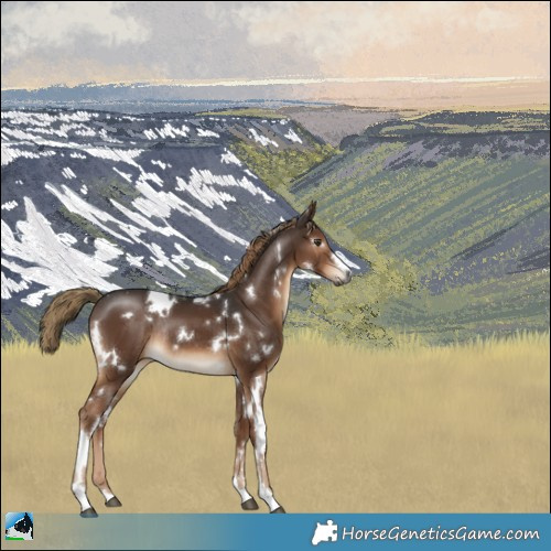 Horse Color:Gray White Spotted Liver Chestnut Rabicano 