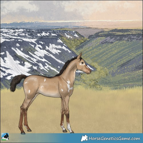 Horse Color:Gray White Spotted Liver Red Dun Sabino Varnish Rabicano 