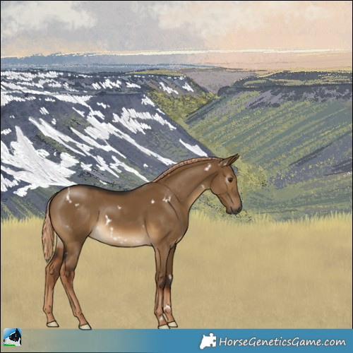 Horse Color:Gray White Spotted Chocolate Palomino Dun Rabicano 