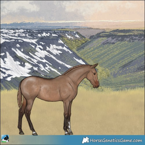 Horse Color:Liver Red Dun Rabicano 