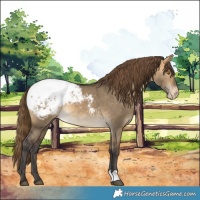Horse Color:Buckskin Dun Appaloosa