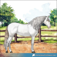 Horse Color:Buckskin Dun Appaloosa 
