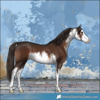 Horse Color:White Spotted Liver Chestnut 