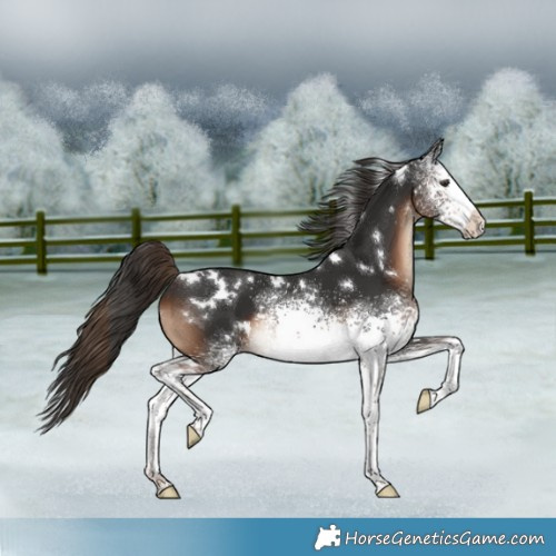 Horse Color:White Spotted Liver Chestnut 
