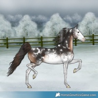 Horse Color:White Spotted Liver Chestnut