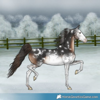 Horse Color:White Spotted Liver Chestnut 