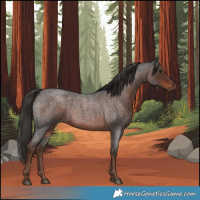 Horse Color:White Spotted Liver Red Roan 