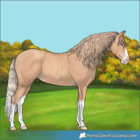 Horse Color:Gold Champagne Splash