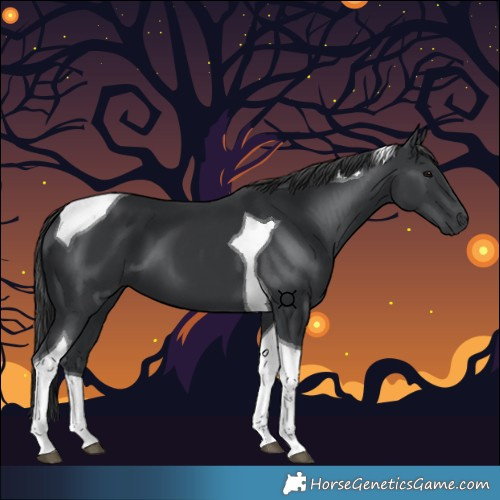 Horse Color:Black Tobiano 