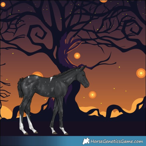 Horse Color:Black Tobiano 