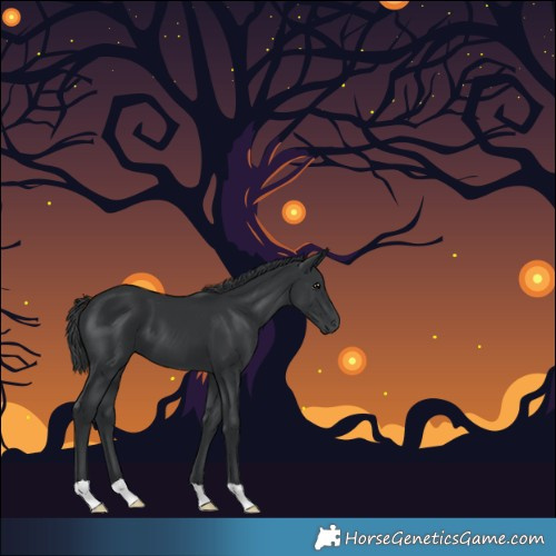 Horse Color:Black 