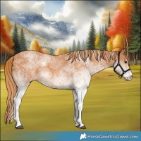 Horse Color:White Spotted Chestnut 