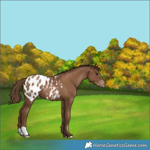 Horse Color:Gray Black Pearl Appaloosa