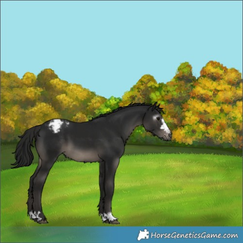 Horse Color:Gray Black Appaloosa 