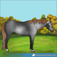 Horse Color:Gray Liver Chestnut Rabicano 