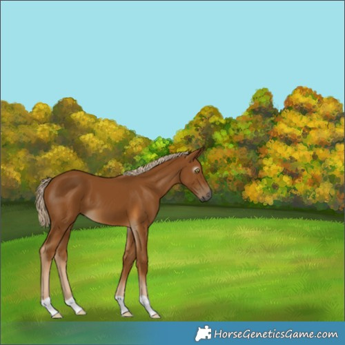 Horse Color:Gray Palomino 