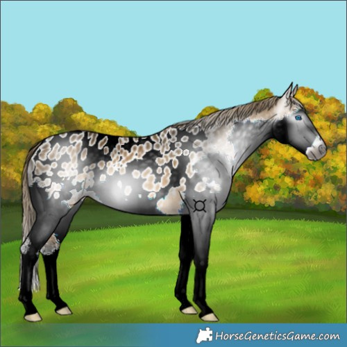 Horse Color:Gray Buckskin Splash Appaloosa 