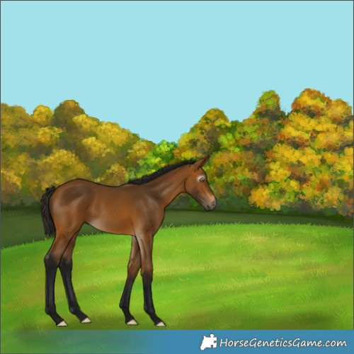 Horse Color:Gray Buckskin 