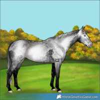 Horse Color:Gray Bay Splash Rabicano 