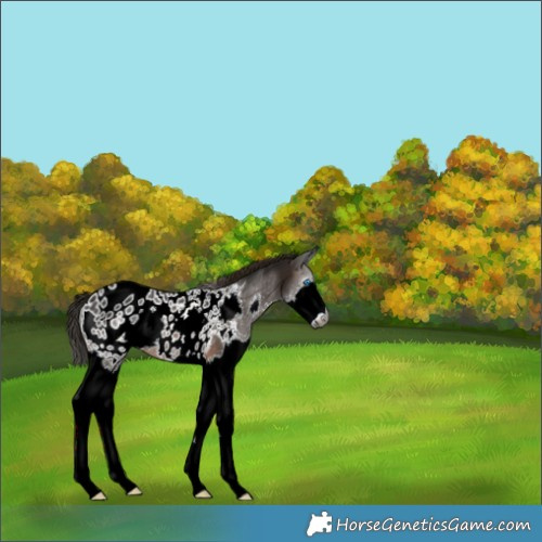 Horse Color:Gray Bay Splash Appaloosa Rabicano 