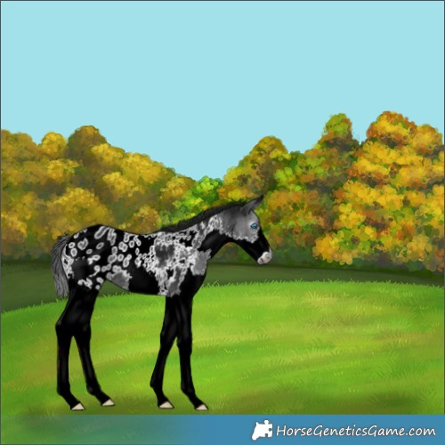 Horse Color:Gray Black Splash Appaloosa 