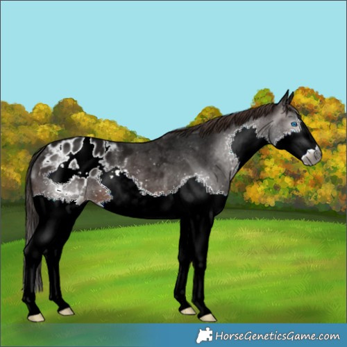 Horse Color:Gray Brown Splash Appaloosa 