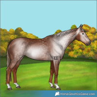 Horse Color:Gray Chestnut