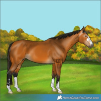 Horse Color:Gray Buckskin