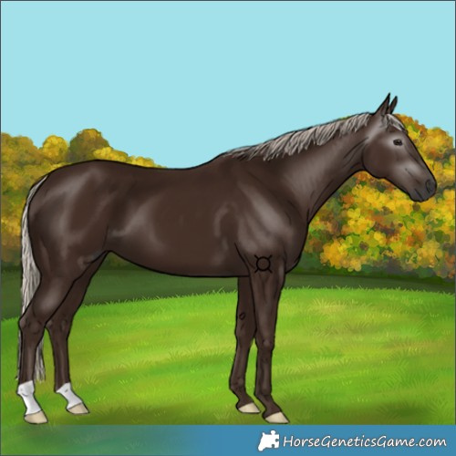 Horse Color:Gray Silver Black 